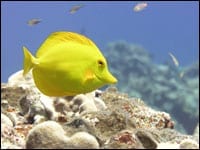 A yellow tang near the Northern Marianas Island of Maug.